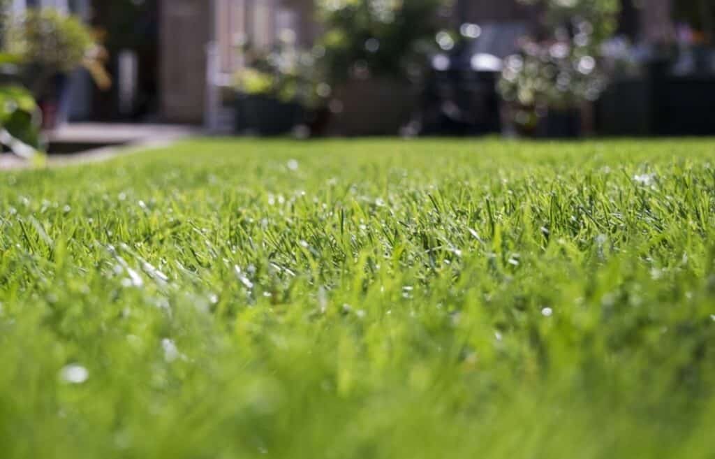 Best Grass Seed For Overseeding | Best Grass Seed For Shade