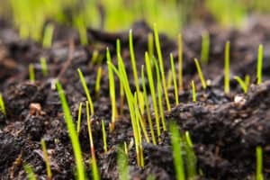 Can You Overwater Grass Seed?
