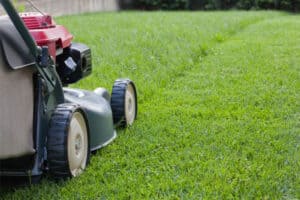 Should You Water Grass After Mowing