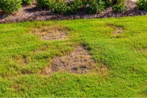 Will Grass Spread to Bare Spots