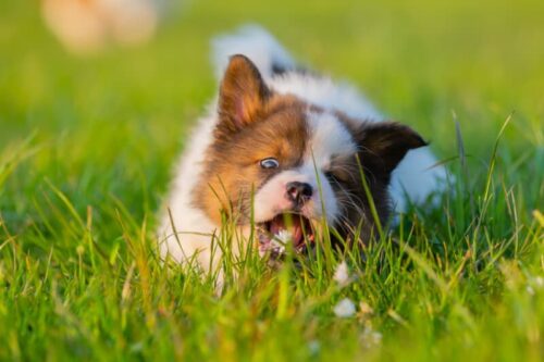 Puppy lies on the lawn and eats grass