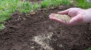 Throwing grass seed onto soil