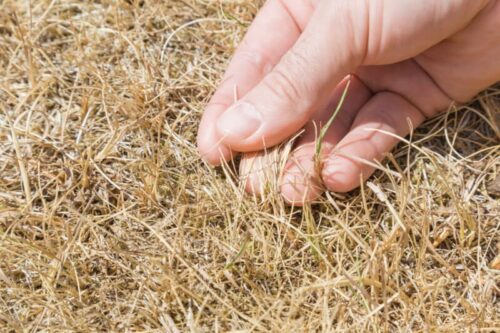 Can dead grass be revived? - dormant grass