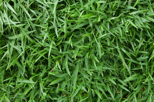 El Toro Zoysia Grass