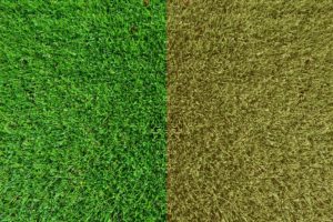 How To Revive Dormant grass Successfully 3