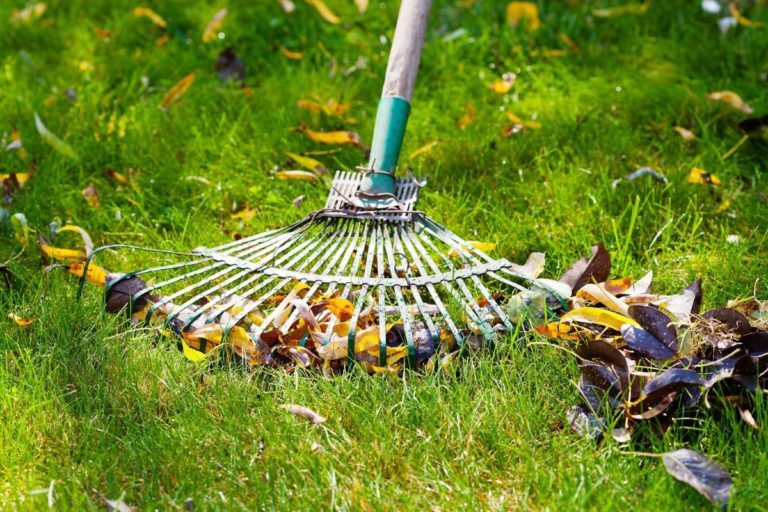 Pros And Cons Of Dethatching Lawn 1