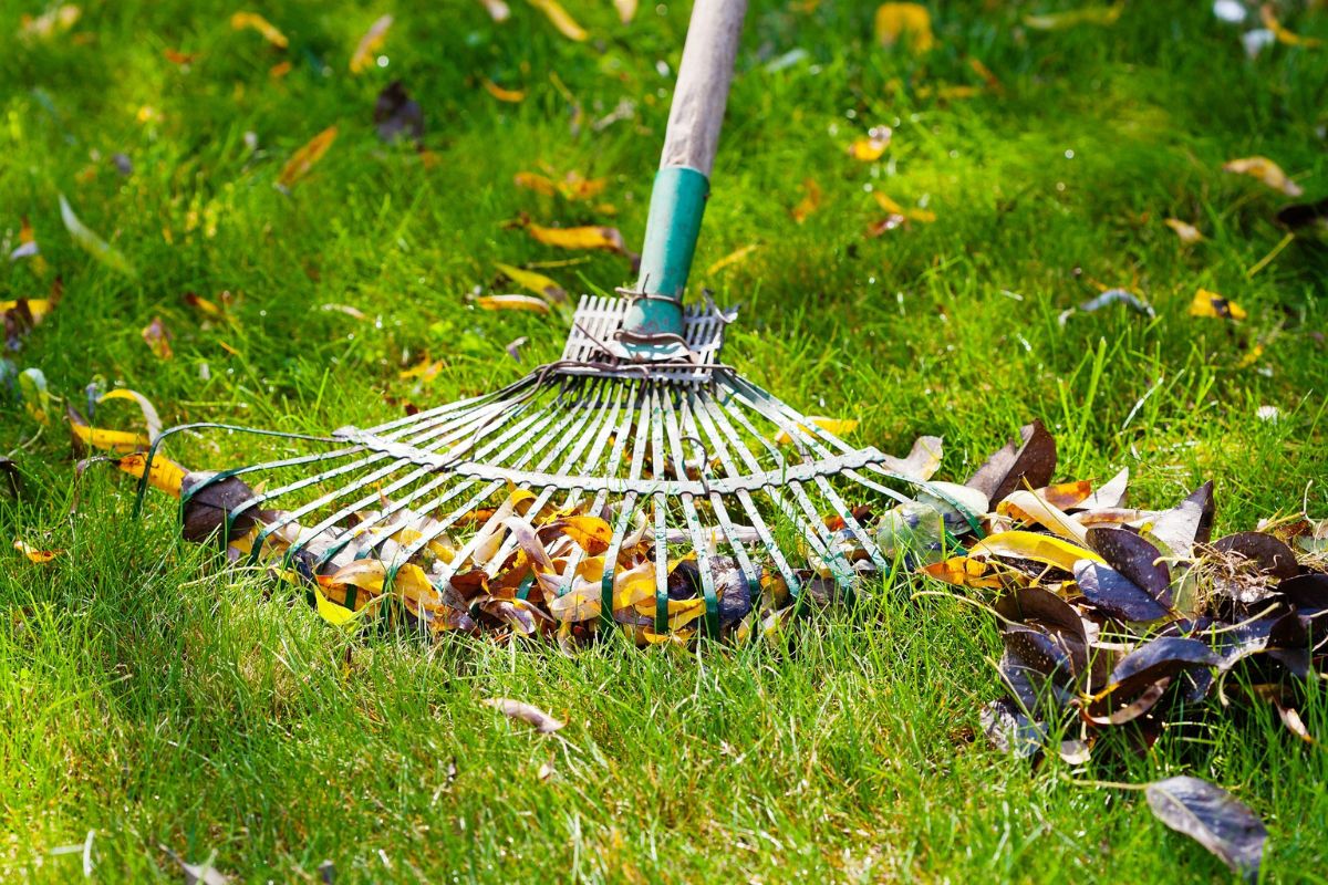 Pros And Cons Of Dethatching Lawn 1